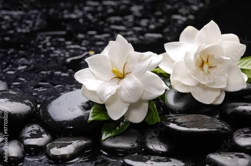 Still life with two gardenia with green plant on black pebbles 