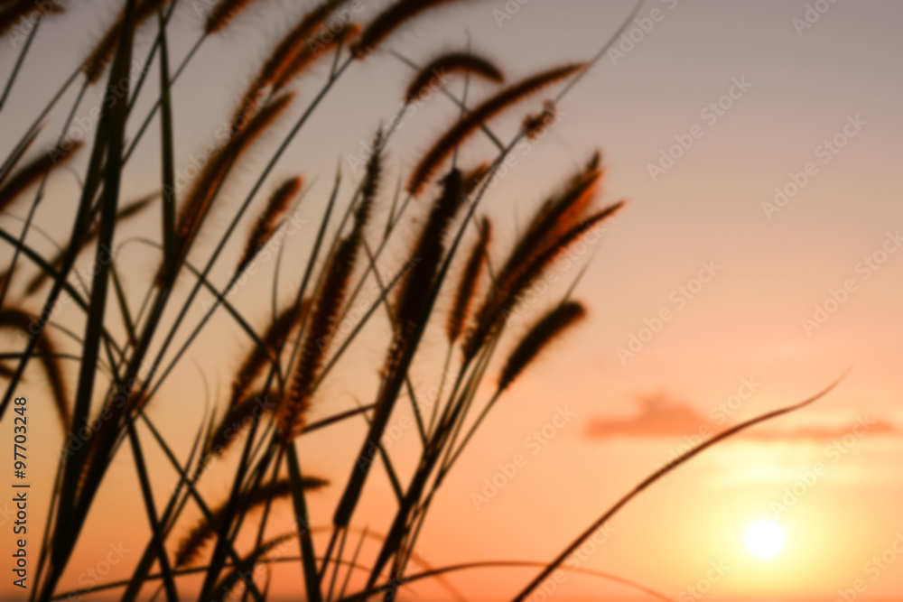 Obraz premium sunset/grass flower with sunset background.