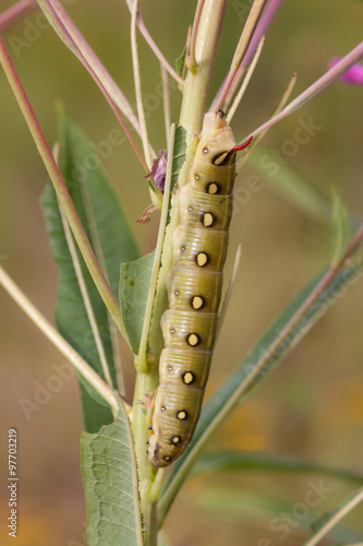 big green caterpillar