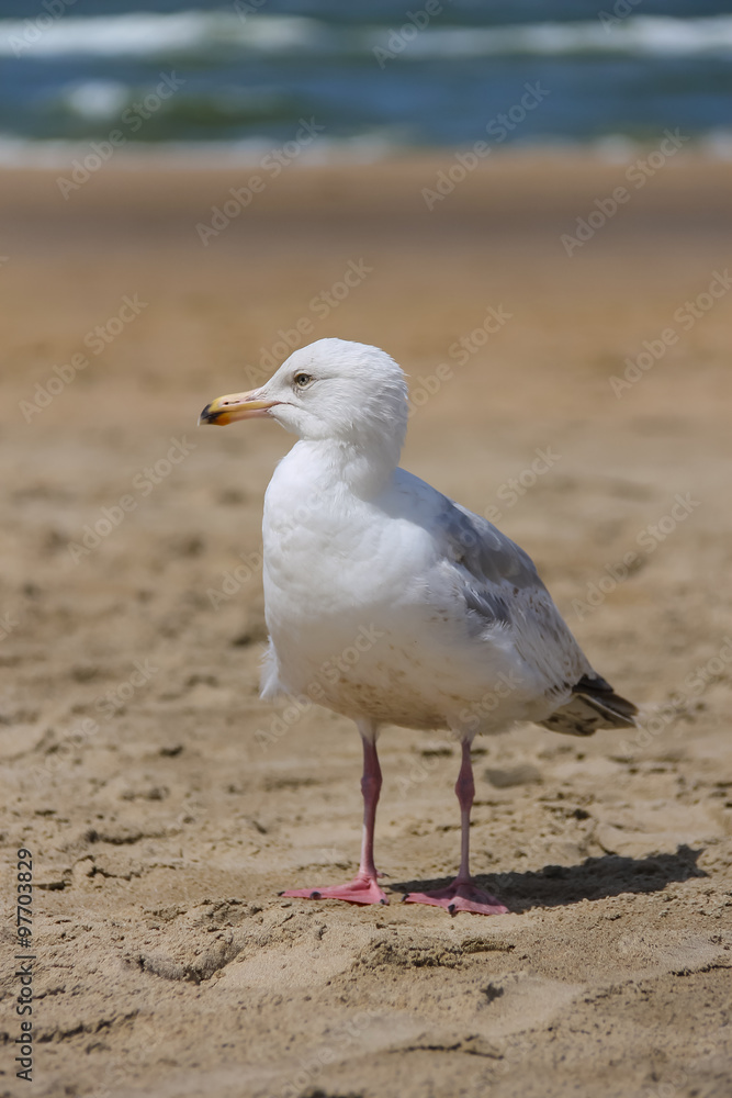 Seagull standing on sandy beach in Zandvoort, the Netherlands Seagull standing on sandy beach in Zandvoort, the Netherlands