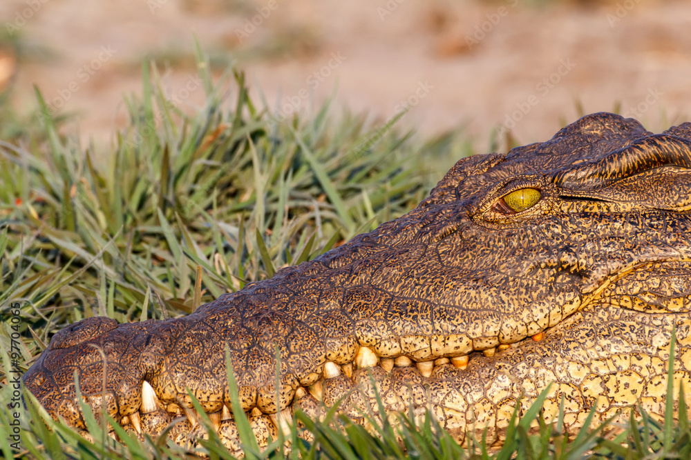 Obraz premium Portrait of a Nile Crocodile