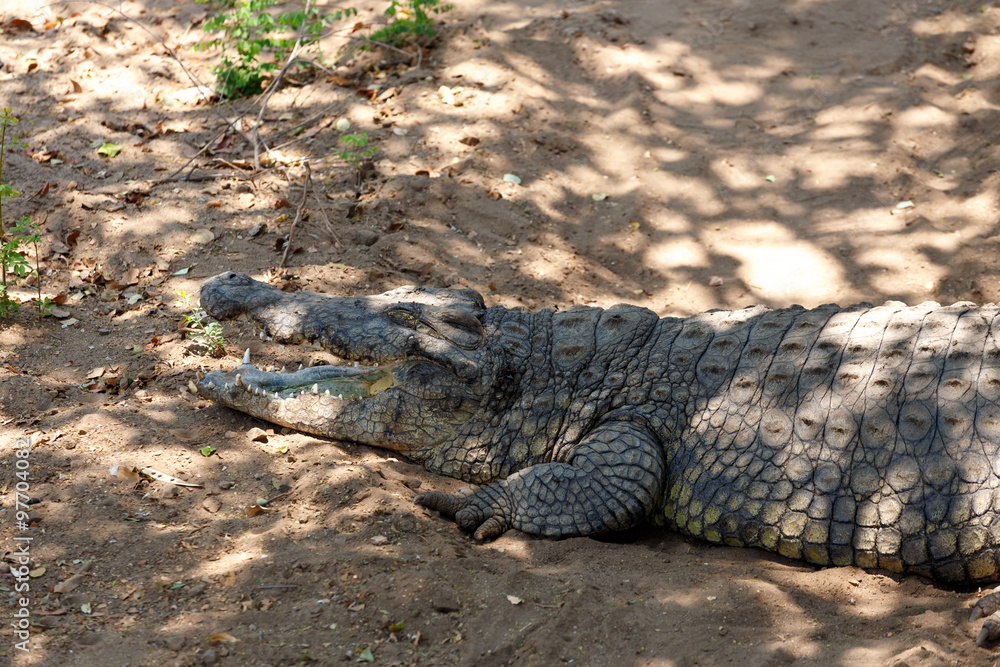 Fototapeta premium Portrait of a Nile Crocodile
