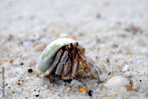 Hermit Crab on the white sand