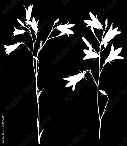 two white campanula flowers sketches on black