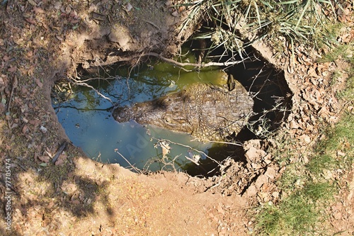 Nile crocodile Crocodylus niloticus on the banks of the in Botswana