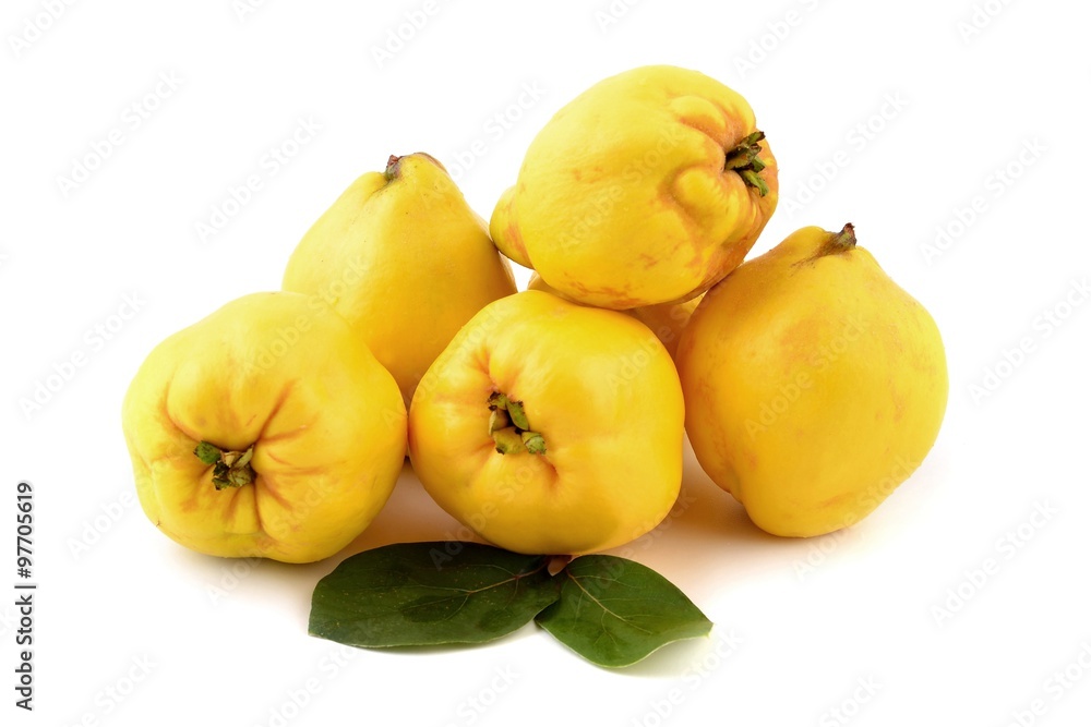 Fruit of Quince.