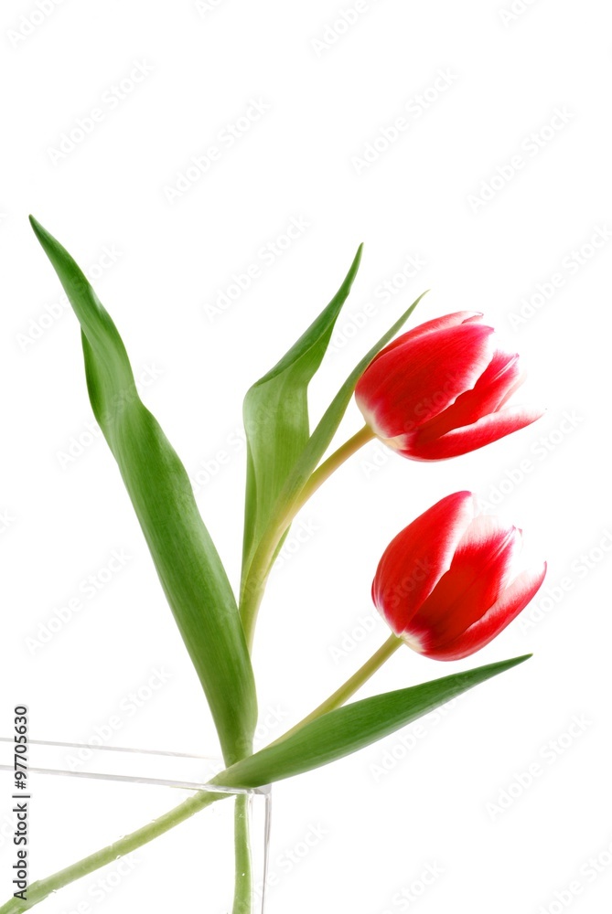 Fototapeta premium Blumen zum Valentinstag, Tuplen