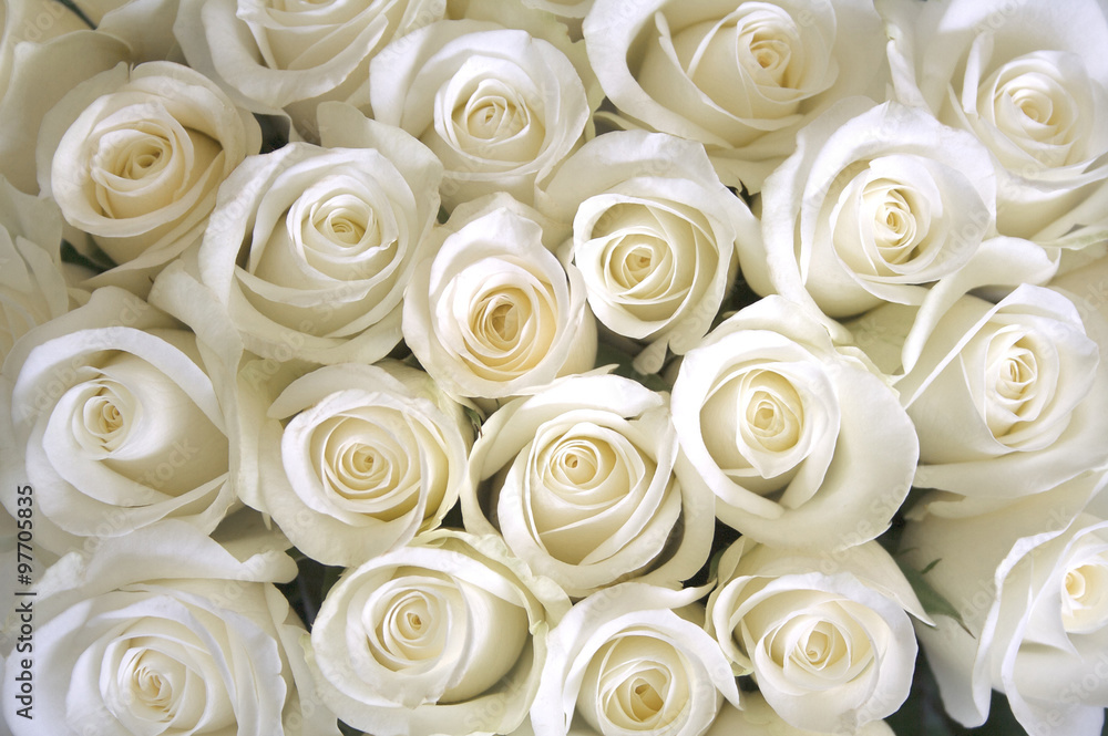 Naklejka premium Tło białe róże