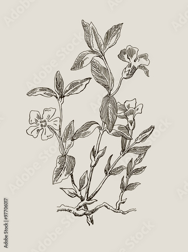 Periwinkle or Vinca minor, vintage engraved illustration. Image for your design.