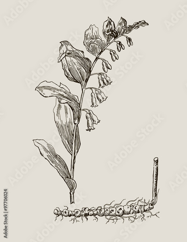 Vector images of medicinal plants. Detailed botanical illustration for your design.  Seal plant..