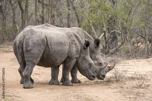 white rhinoceros crossing a road
