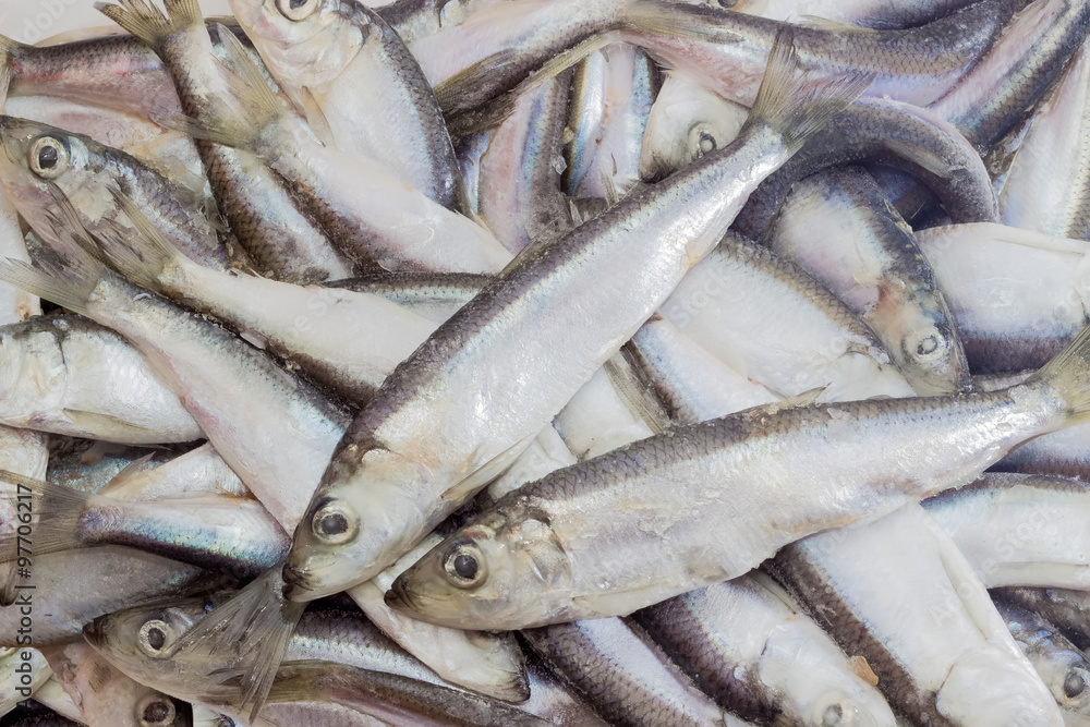 Fototapeta premium Frozen baltic herring