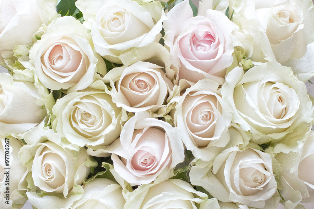 Fototapeta premium White and Pale Pink Roses