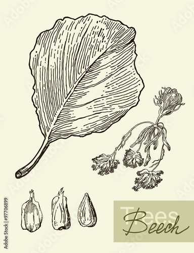 Vector image of leaves, flowers and fruits of beech.