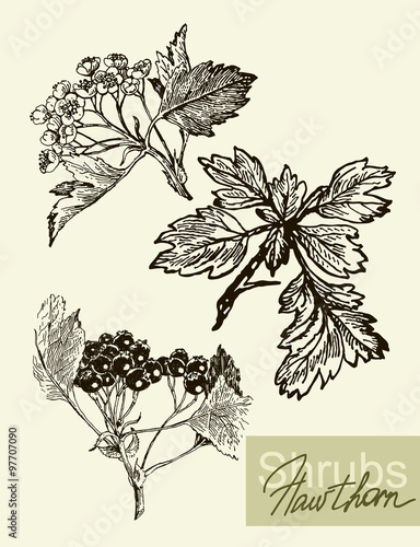 Vector leaves, flowers and fruits of the viburnum.