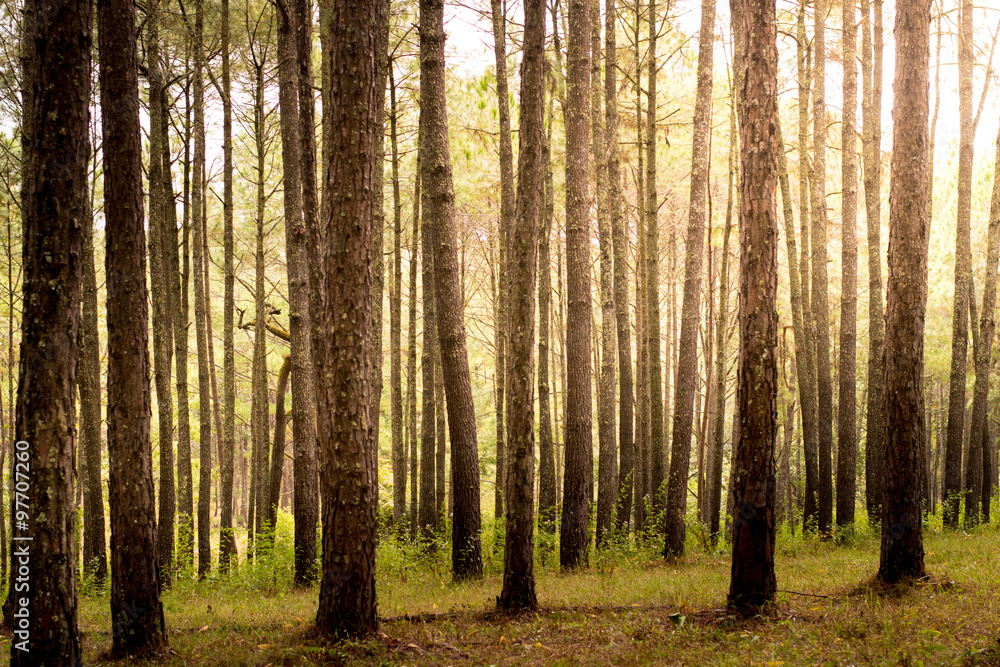 Pine trees at Chiangmai