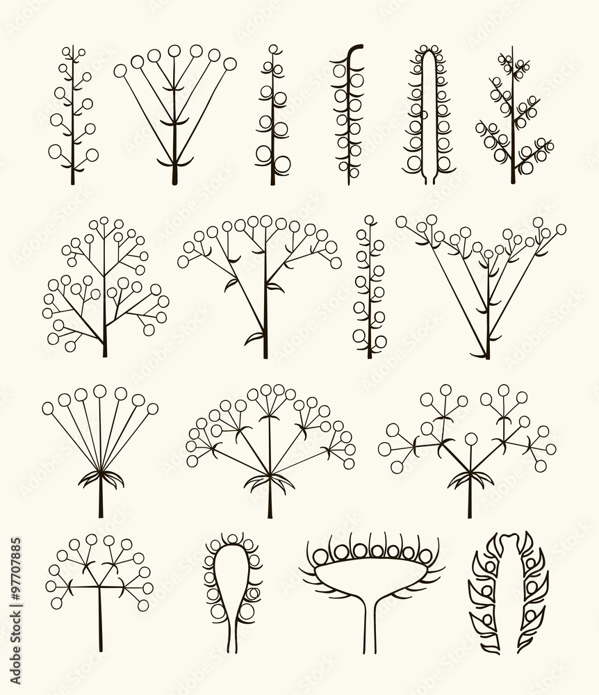 Set of vector different types of inflorescence isolated on white. - obrazy, fototapety, plakaty 