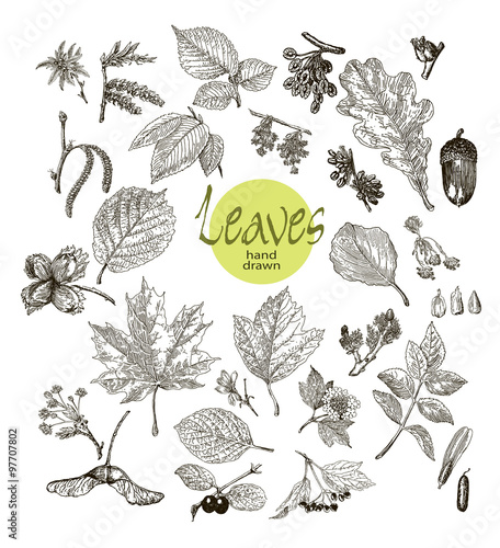 Collection of highly detailed hand drawn leaves, fruit and inflorescence  isolated on white background
