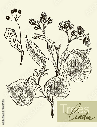 Vector leaves, flowers and fruits of the linden.