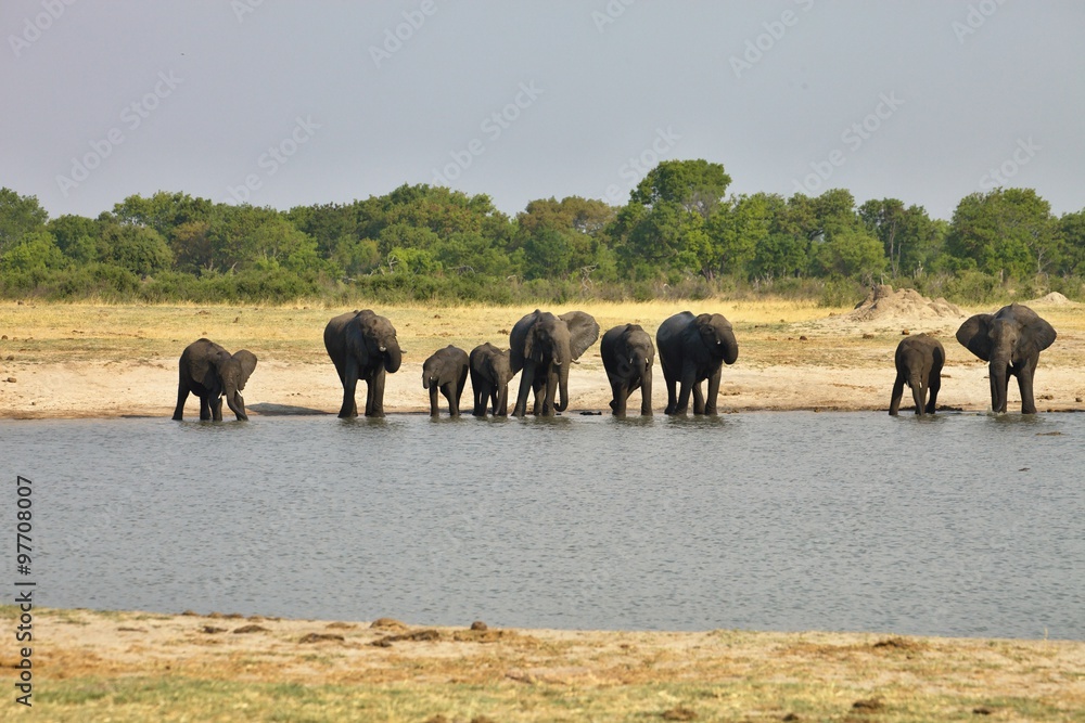 elephant, Loxodonta africana, at the waterhole Nyamandlovo in Hwange National Park, Zimbabwe elephant, Loxodonta africana, at the waterhole Nyamandlovo in Hwange National Park, Zimbabwe