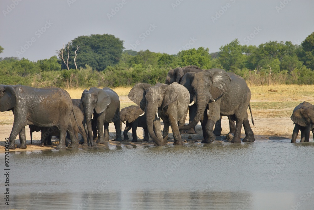 Fototapeta premium elephant, Loxodonta africana, at the waterhole Nyamandlovo in Hwange National Park, Zimbabwe
