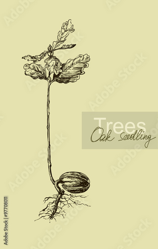 Graphic hand drawing of a seedling oak acorn. Vector.