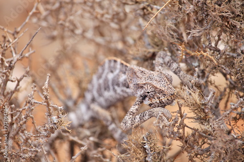 Chameleon hiding in bush - Socotra island, Yemen
