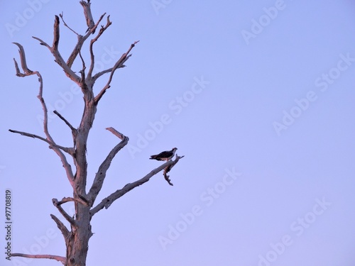 bird in tree looking out