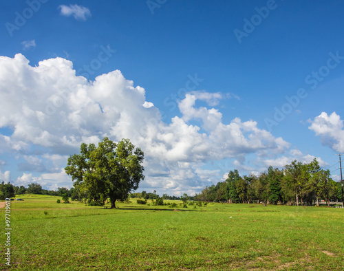 lonely big tree with blue sky