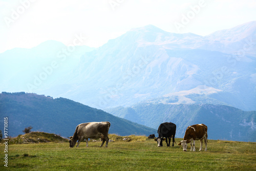 Cows on a field