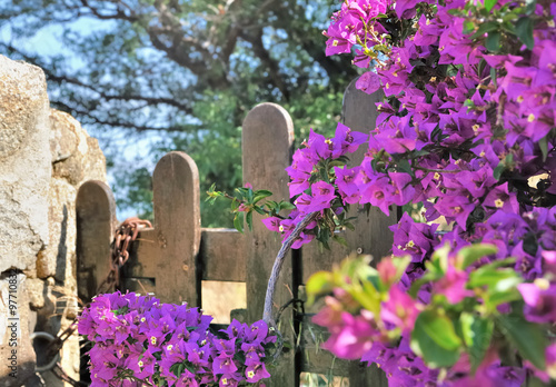 portillon fleuri d'un bougainviller