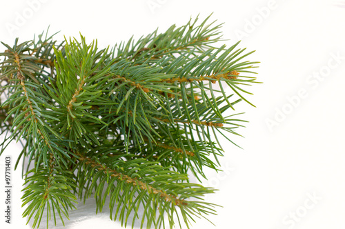 tree branch on a white background green Christmas