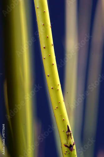 Cornus sericea Flaviramea - winter shoots photo