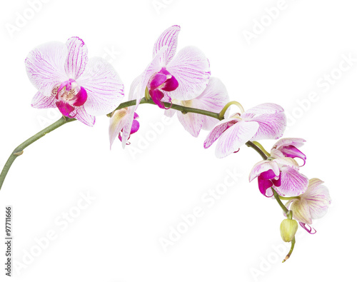 Fototapeta Naklejka Na Ścianę i Meble -  White and pink orchid flowers  isolated on white