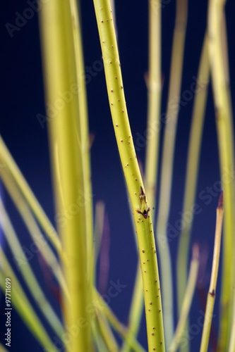 Cornus sericea Flaviramea - winter shoots photo