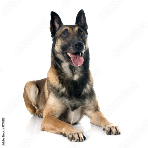 Fototapeta Naklejka Na Ścianę i Meble -  belgian shepherd dog