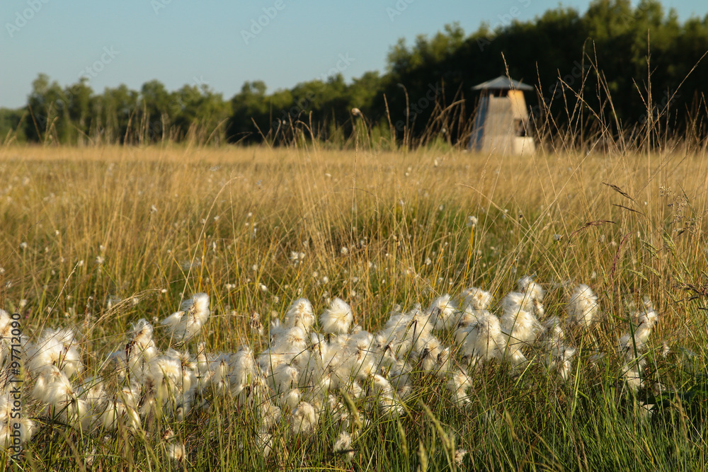 Obraz premium Wollgras im Moor