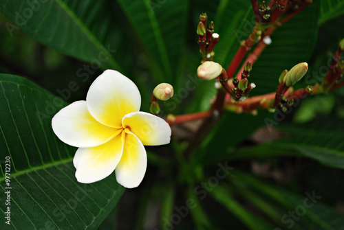 White Flower Bloom