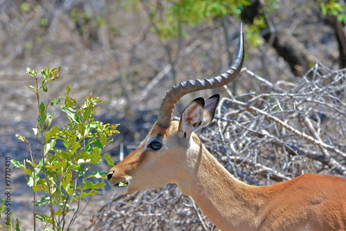 Fototapeta Naklejka Na Ścianę i Meble -  Impala, Afrique du Sud