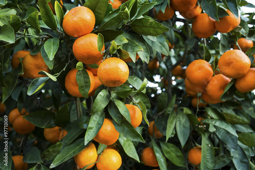 Mandalina Ağacı