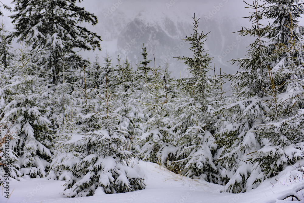 Obraz premium Snowy trees