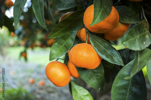 Mandalina Ağacı