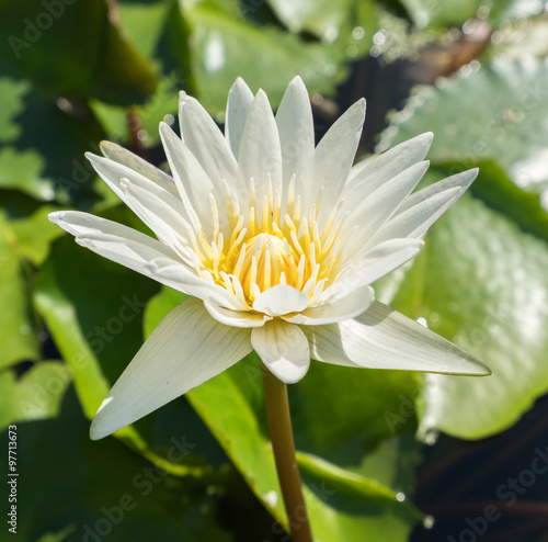 lotus