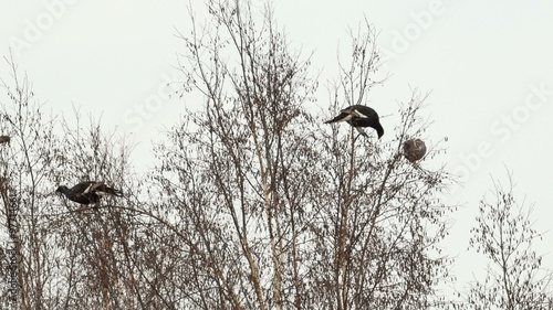 Black grouse feed on the tops of birches