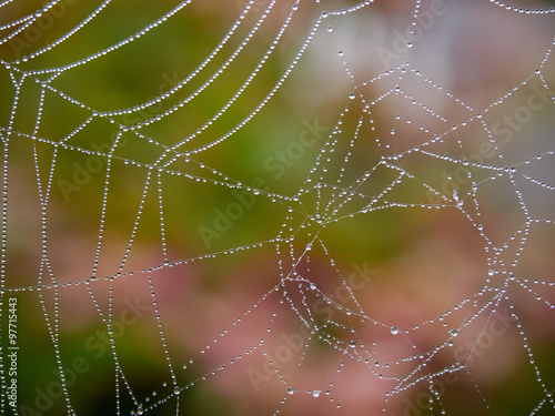 Cob web with dew