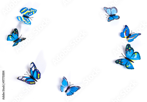 blue butterfly on a white background