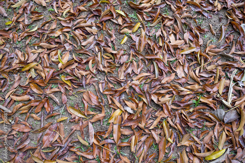 Nature background of abstract tropical leaves on the ground in the botanic garden in Rio de Janeiro, Brazil