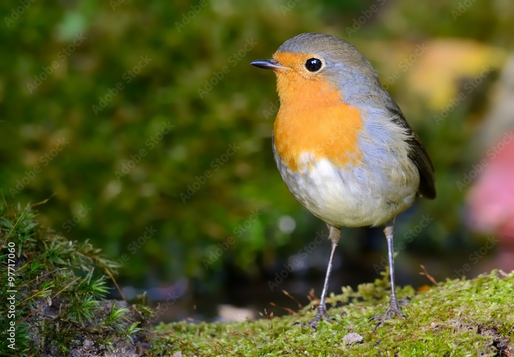 European robin (Erithacus rubecula) on the moss European robin (Erithacus rubecula) on the moss