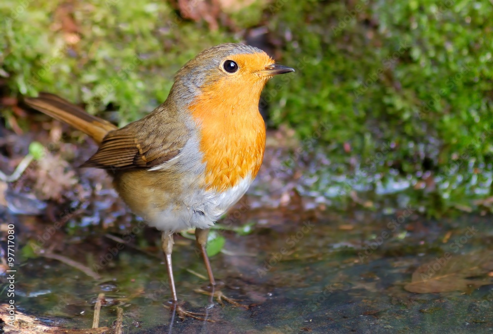 European robin (Erithacus rubecula) on the moss European robin (Erithacus rubecula) on the moss