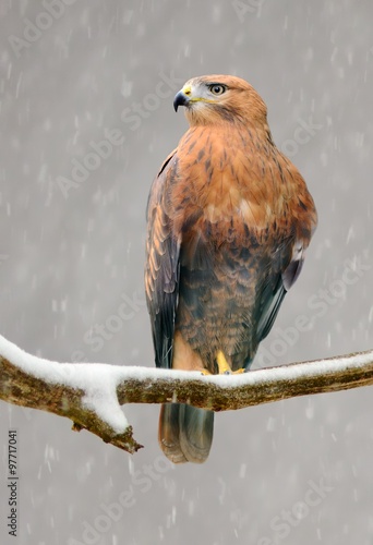 Long-legged buzzard, Buteo rufinus, Native to eastern Europe.